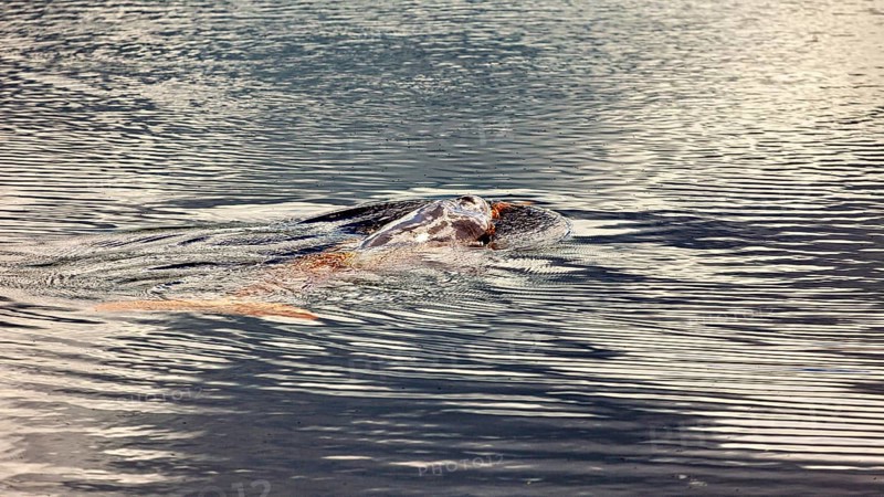 A mammal swims just below the water surface in a river, The Bolivian river dolphin (Inia boliviensis) in the pampas swamps of Bolivia