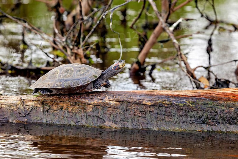 A turtle on a tree trunk above the water in a natural environment, The Terekay rail turtle (Podocnemis unifilis) in the pampas swamps of Bolivia