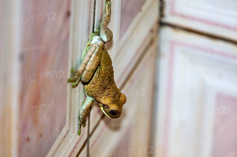 A frog hangs on a wooden wall, its skin shows green and brown tones, Bokermannohyla frog from the jungle in Bolivia (Bokermannohyla ibitiguara)