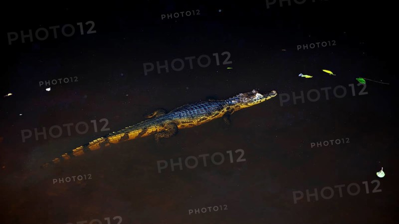 A crocodile swims calmly in the dark water, partially visible, The black caiman (Melanosuchus niger), also known as the black caiman, in the pampas swamps of Bolivia