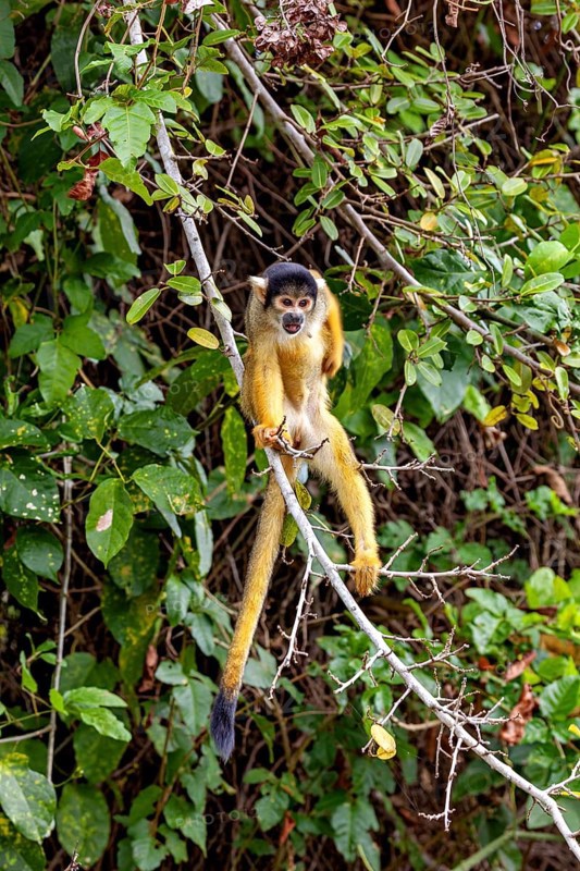 A monkey balances on a branch in the middle of a lush green jungle, curious and attentive, The Black-capped squirrel monkey (Saimiri boliviensis) in the pampas swamps of Bolivia