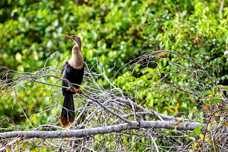 A bird resting on a branch against a background of dense green foliage, The American Darter (Anhinga anhinga) in the pampas swamps of Bolivia