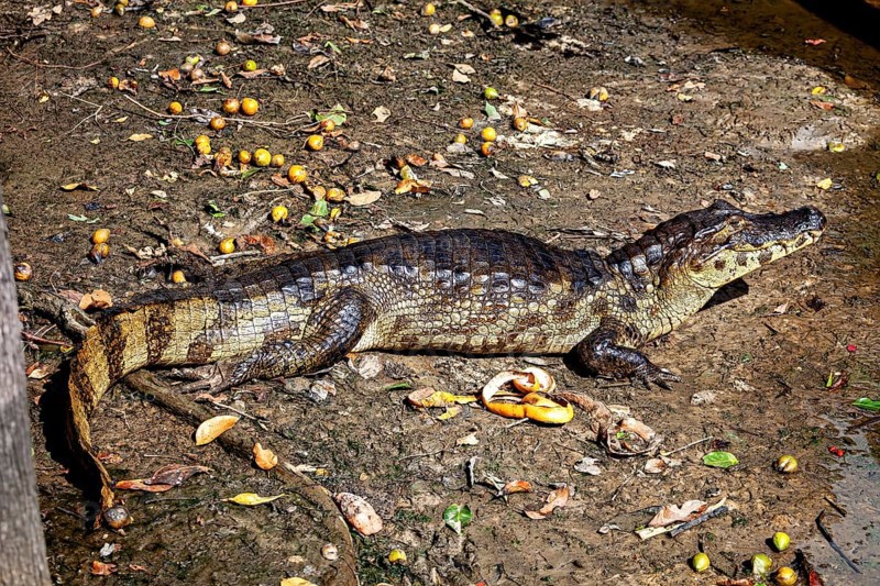 Crocodile lying on its side on earthy ground, surrounded by natural vegetation, The black caiman (Melanosuchus niger), also known as the black caiman, in the pampas swamps of Bolivia
