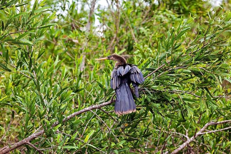 A bird with outstretched wings sits on a branch in the dense foliage, The American Darter (Anhinga anhinga) in the pampas swamps of Bolivia