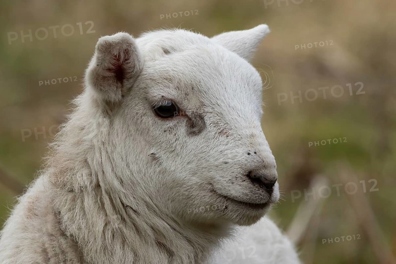 Domestic sheep (Ovis aries) juvenile baby lamb farm animal head portrait in spring, England, United Kingdom