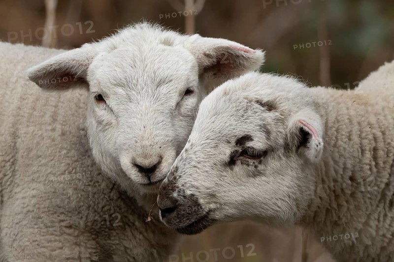 Domestic sheep (Ovis aries) two juvenile baby lambs farm animals greeting each other in spring, England, United Kingdom