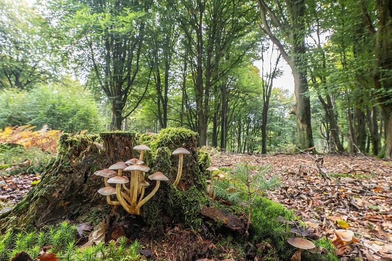 Sulphur tuft (Hypholoma fasciculare) Emsland, Lower Saxony, Germany