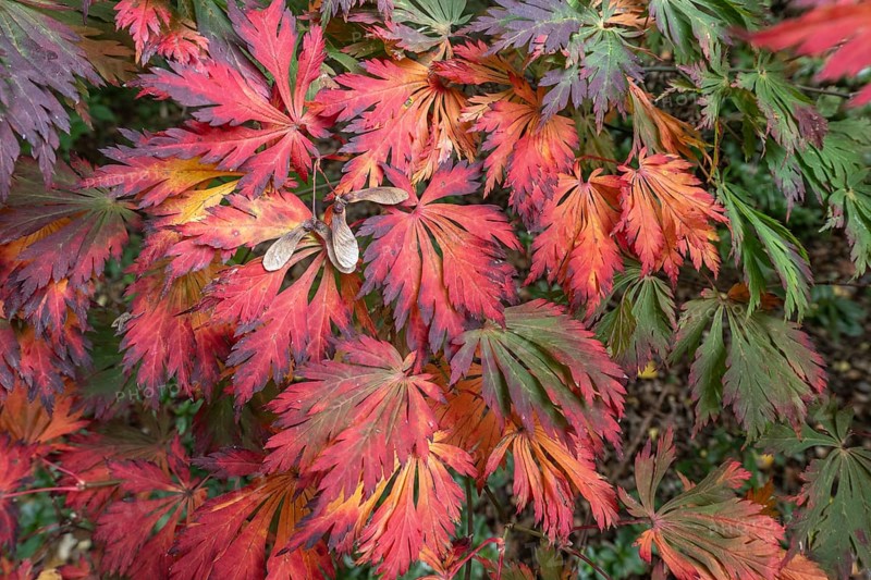 Aconite-leaved maple (Acer japonicum Aconitifolium), Emsland, Lower Saxony, Germany