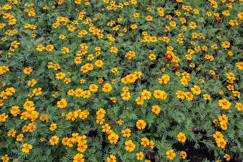 Marigolds (Tagetes), Emsland, Lower Saxony, Germany