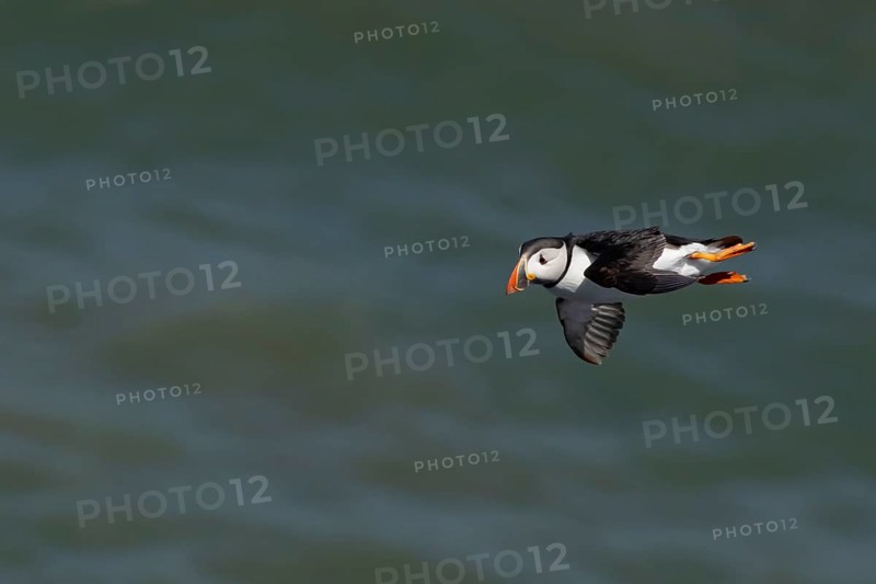 Atlantic puffin (Fratercula arctica) adult sea bird flying, England, United Kingdom