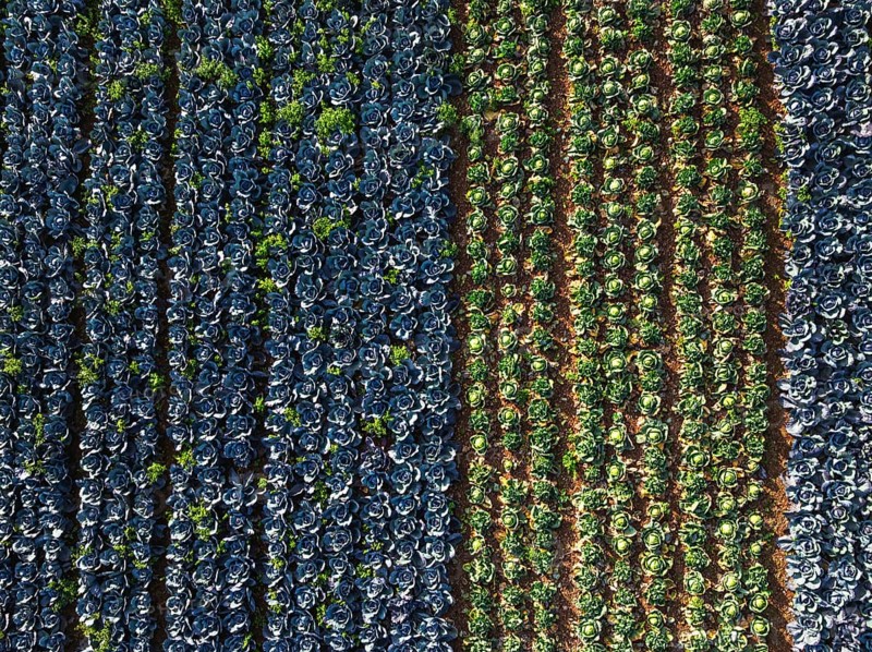 Top down view of red and green cabbage field from a drone, Devon, England, United Kingdom