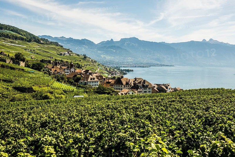 Picturesque village in the vineyards by the lake, Rivaz, Lavaux, UNESCO World Heritage Site, Lake Geneva, Lac Léman, Canton of Vaud, Switzerland