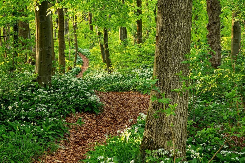 Winding forest path through an idyllic, light-flooded beech forest with wild garlic in bloom in spring, Ith, Weserbergland, Lower Saxony, Germany