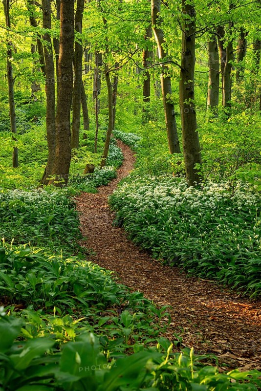 Winding forest path through an idyllic, light-flooded beech forest with wild garlic in bloom in spring, Ith, Weserbergland, Lower Saxony, Germany