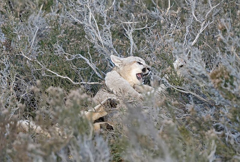Cougar (Cougar concolor), Torres del Paine National Park, Chile, South America