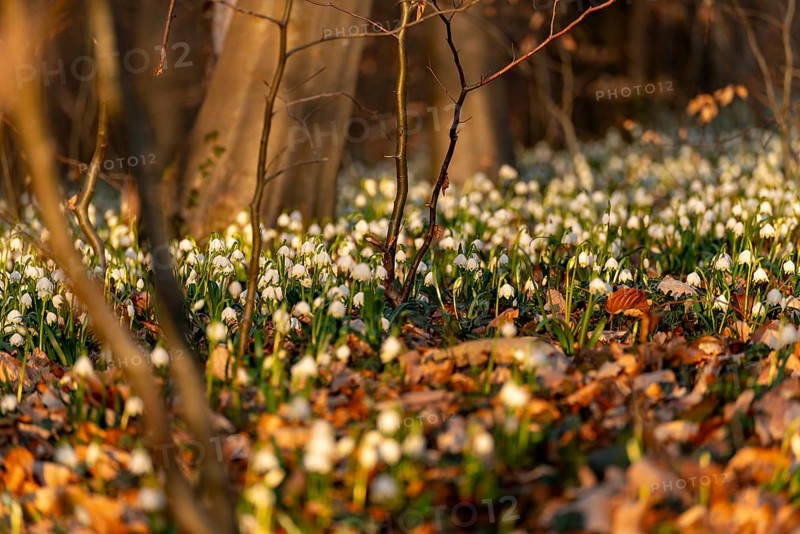 Close-up of spring knotweed (Leucojum vernum) in the forest, also known as marzenbecher, in picturesque evening light at flowering time in spring, Schweineberg nature reserve, Hameln, Lower Saxony, Germany