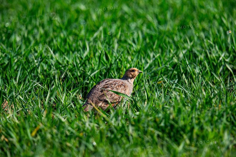 Grey partridge (Perdix perdix) Germany
