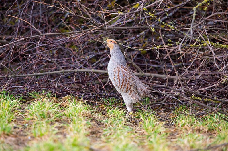 Grey partridge (Perdix perdix) Germany