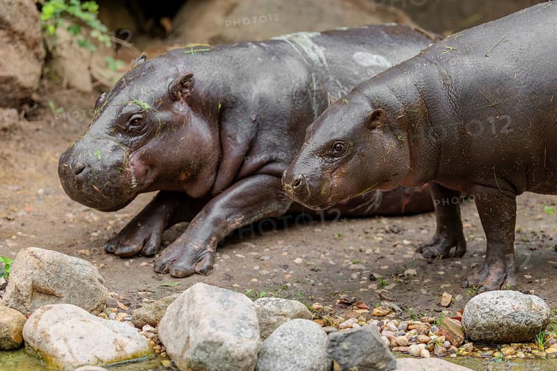 A female pygmy hippopotamus (Choeropsis liberiensis) stands next to its mother. Liberia, West Africa