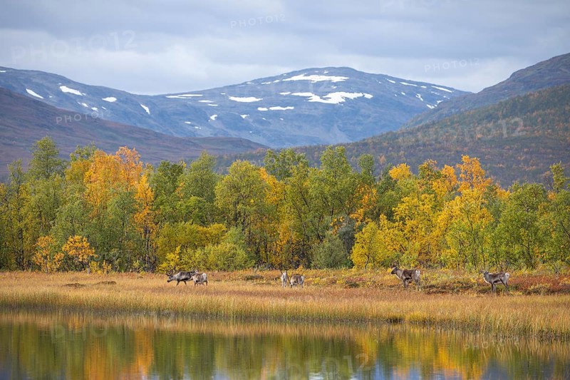 Reindeer at Abisko National Park in autumnal Lapland crossing a marshland by the lake