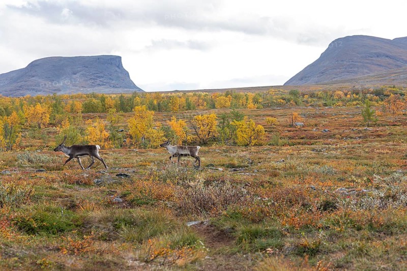 Reindeer herd at Abisko National Park in the colourful autumn of Lapland below Lapporten, Cuonjávággi