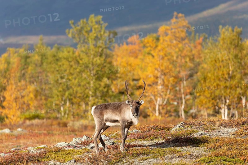 Reindeer at Abisko National Park in the colourful autumn of Lapland below Lapporten, Cuonjávággi
