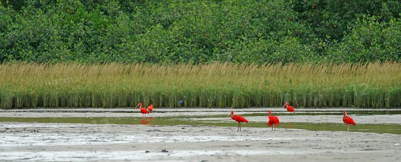 Scarlet Ibis (Eudocimus ruber), Mata Atlantica, Brazil, South America