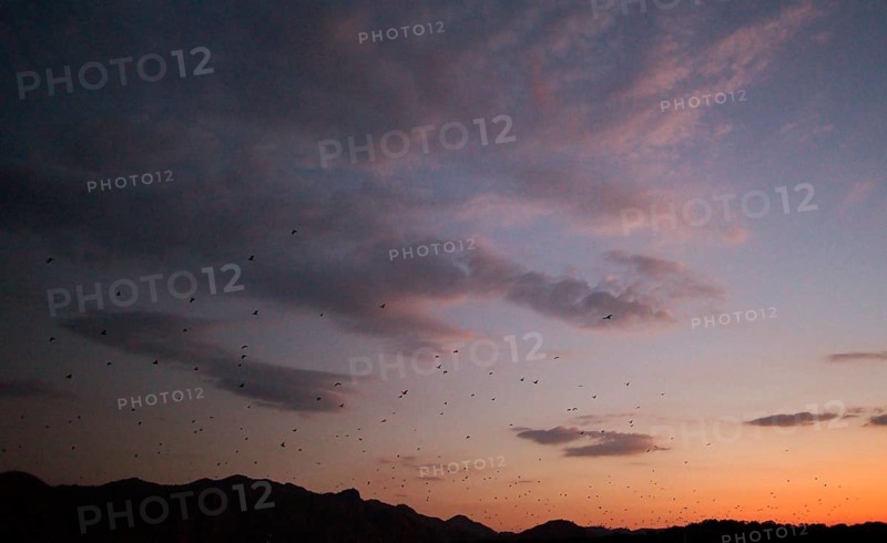 Flying foxes (Pteropodidae), Kalong Mangrove Island, Komodo National Park, Indonesia, Southeast Asia