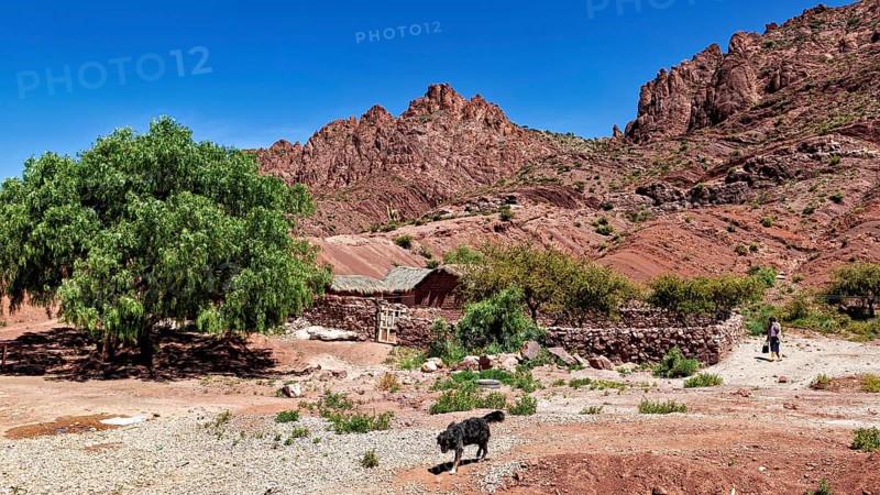 Stone houses in a hilly landscape with a tree and a dog in the foreground, The landscape of the Altiplano in Bolivia