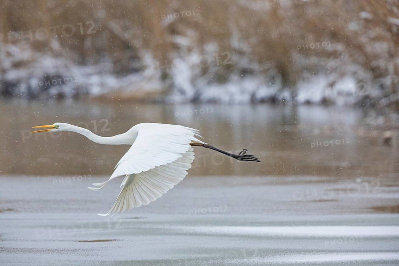 Great White Egret (Egretta alba) Germany