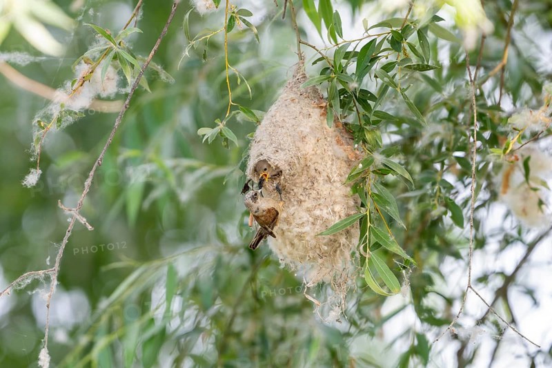 Penduline Tit (Remiz pendulinus), at the nest, feeding young bird in the nest, Danube Delta, Romania
