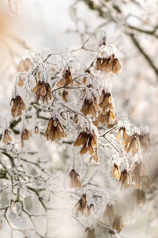 Ice crystals from roarfrost on Amur maple (Acer tataricum subsp. ginnala) seeds at sunshine in winter, Bavaria, Germany
