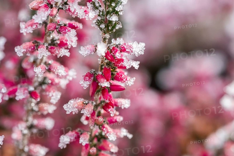 Ice crystals from roarfrost on a winter-flowering heather (Erica carnea) branch at sunshine in winter, Bavaria, Germany