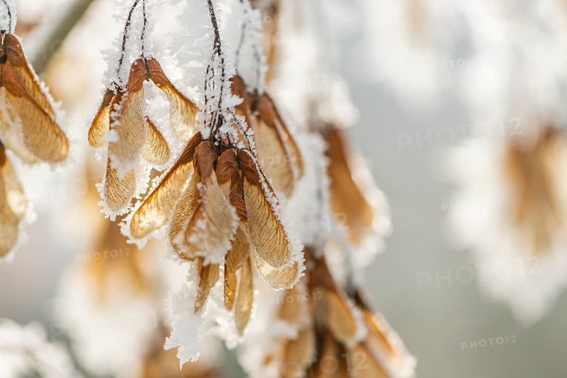 Ice crystals from roarfrost on Amur maple (Acer tataricum subsp. ginnala) seeds at sunshine in winter, Bavaria, Germany