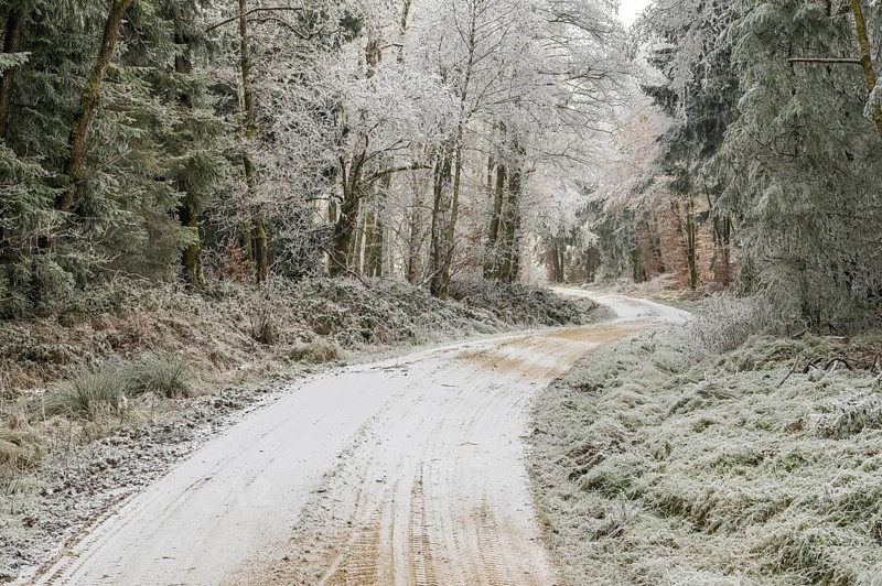 Forest road going through a mixed forest white from roarfrost on a sunny day in winter, Bavaria, Germany