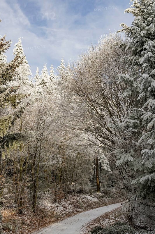 Forest road going through a mixed forest white from roarfrost on a sunny day in winter, Bavaria, Germany