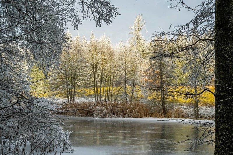 A frozen pont in a valley surrounded by a mixed forest with norway spruce (Picea abies) and European beech (Fagus sylvatica) white from roarfrost, on a sunny day in winter, Bavaria, Germany