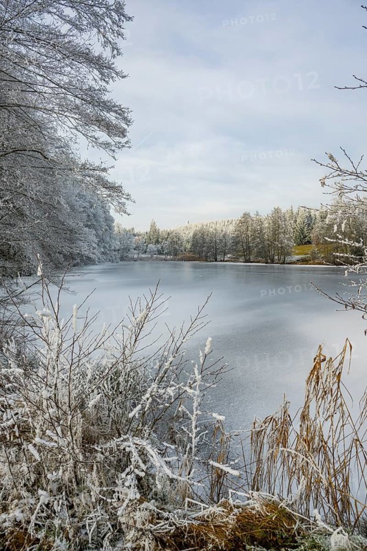 A frozen pont in a valley surrounded by a mixed forest with norway spruce (Picea abies) and European beech (Fagus sylvatica) white from roarfrost, on a sunny day in winter, Bavaria, Germany