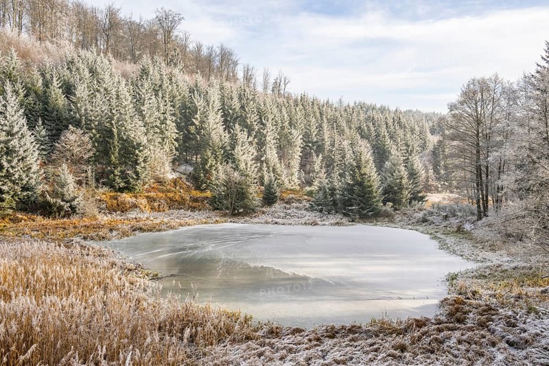 A frozen pont in a valley surrounded by a mixed forest with norway spruce (Picea abies) and European beech (Fagus sylvatica) white from roarfrost, on a sunny day in winter, Bavaria, Germany