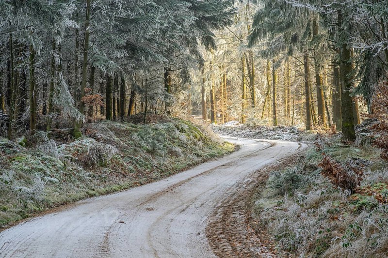 Forest road going through a mixed forest white from roarfrost on a sunny day in winter, Bavaria, Germany