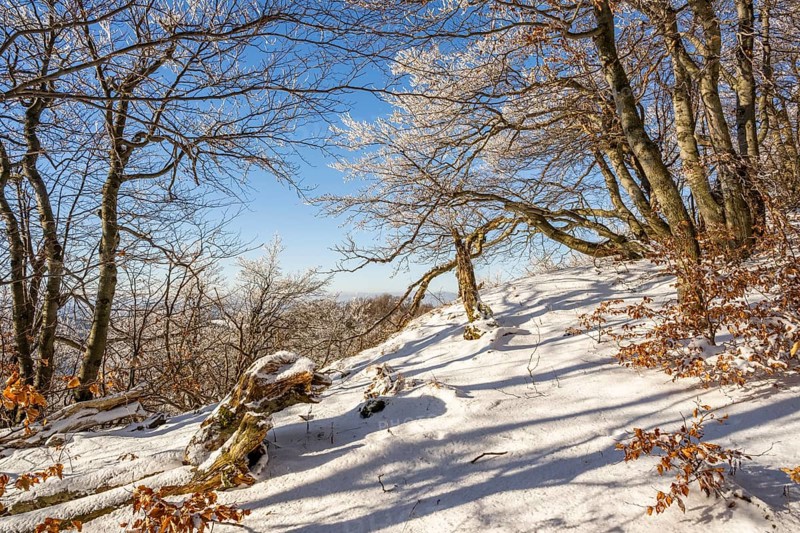 European beech (Fagus sylvatica) trees in a forest with hoarfrost on the branches in winter, Vápec, Horná Poruba, Slovakia