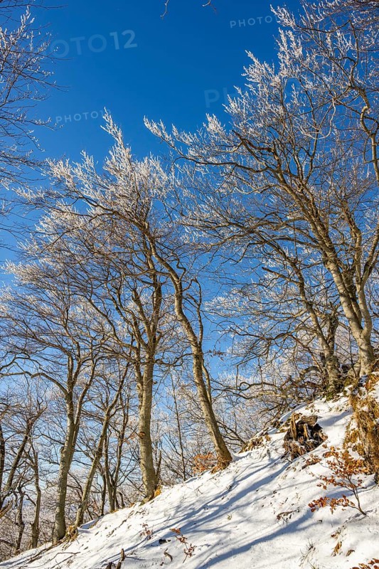European beech (Fagus sylvatica) trees in a forest with hoarfrost on the branches in winter, Vápec, Horná Poruba, Slovakia