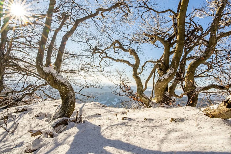 European beech (Fagus sylvatica) trees in a forest with hoarfrost on the branches in winter, Vápec, Horná Poruba, Slovakia