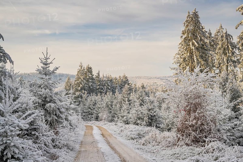 Forest road going through a mixed forest white from roarfrost on a sunny day in winter, Bavaria, Germany
