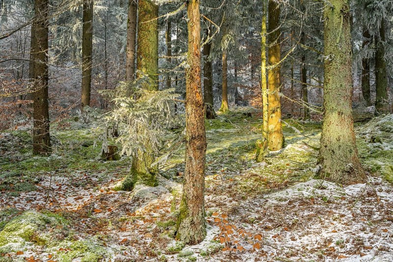 Mixed forest with norway spruce (Picea abies) and European beech (Fagus sylvatica) white from roarfrost, on a sunny day in winter, Bavaria, Germany