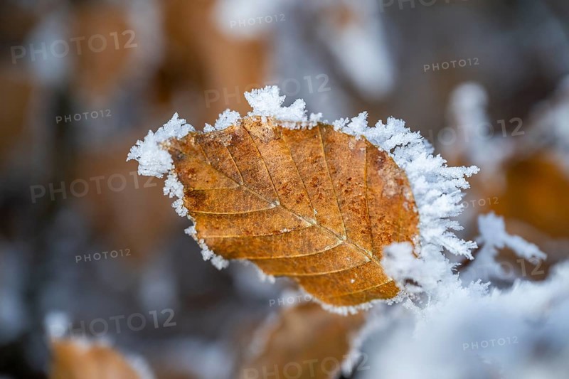 Ice crystals from roarfrost on a common beech (Fagus sylvatica) leaf at sunshine in winter, Bavaria, Germany