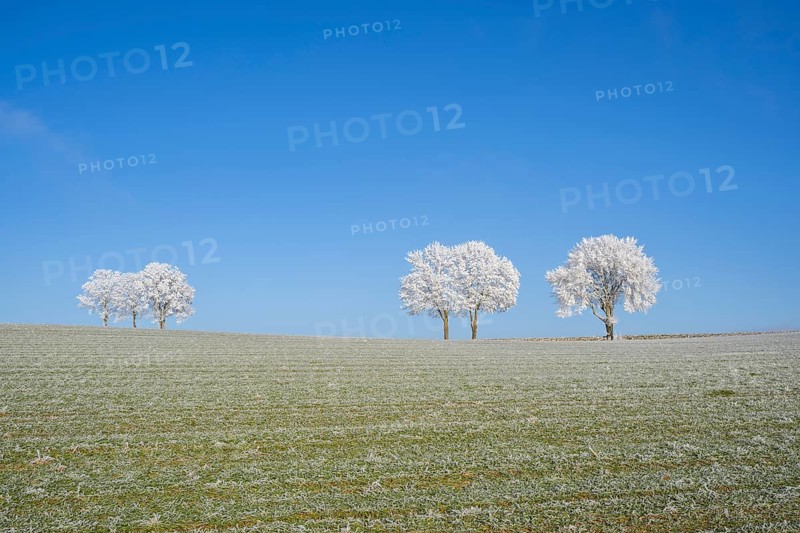 Silver lime trees (Tilia tomentosa) with hoarfrost on the branches standing on a meadow on a sunny day with blue sky in the background in winter, Bavaria, Germany