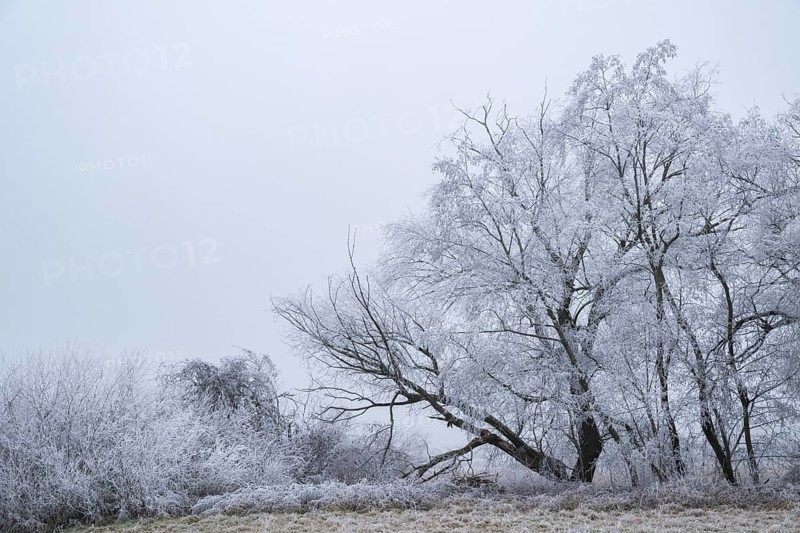 Eastern crack-willow (Salix euxina) standing on a meadow with hoarfrost on the branches in winter, Bavaria, Germany