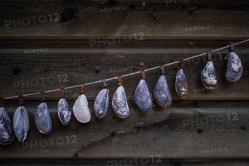 Shell necklace on a wooden wall, Resö Island, Bohuslän, Skagerrak, Sotenäs, Västra Götalands län, Sweden