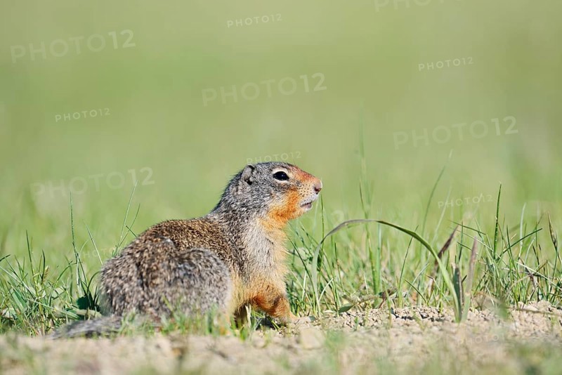 Columbia ground squirrel (Urocitellus columbianus, Spermophilus columbianus), Jasper National Park, Alberta, Canada